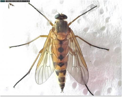 Réf. 282 128 : Rhagio tringarius